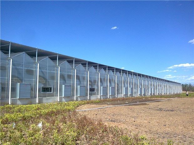 How to grow flowers in a multi-span greenhouse. How to grow flowers in a multi-span greenhouse.