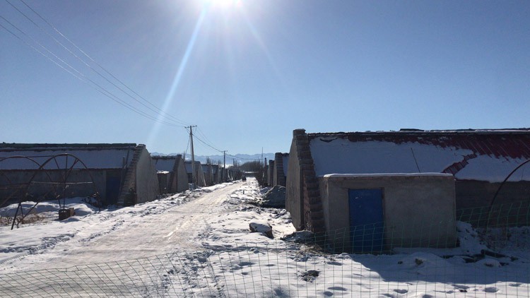 There are many skills for growing flowers in plastic greenhouses