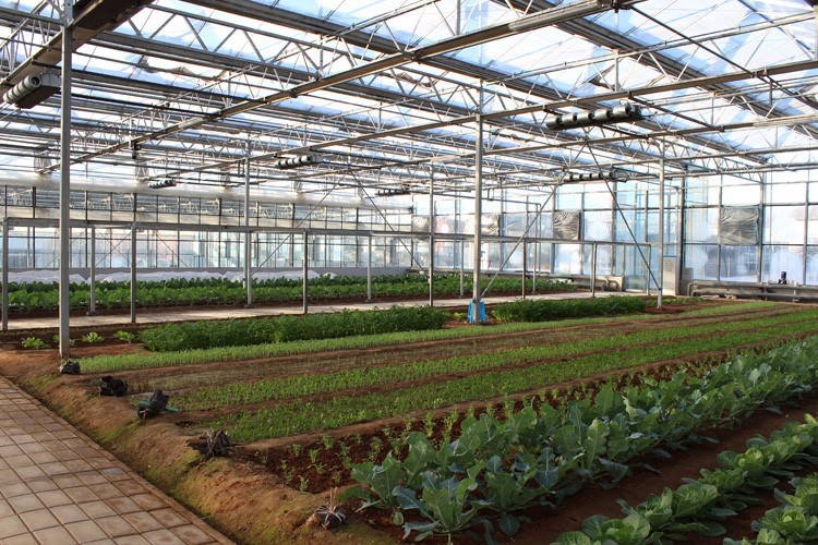 vegetable greenhouses