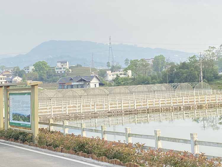 How to prevent gray mold of kidney bean in greenhouse