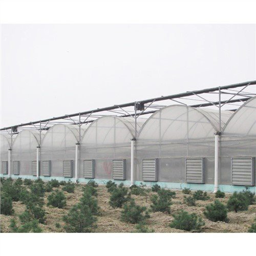 Plastique de serre 50 X 100
