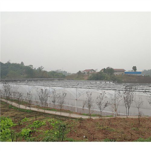 Feuilles en plastique transparent pour les serres