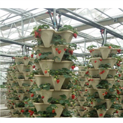 Greenhouse en verre de fruits