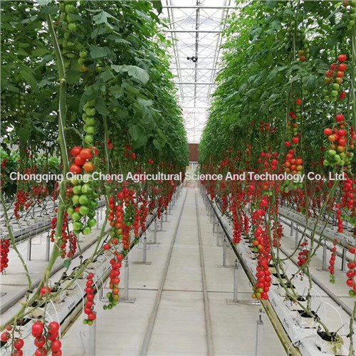 Tomate et Cucumber Greenhouse